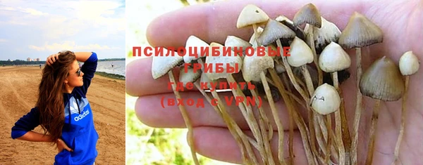 прущие грибы Михайловка